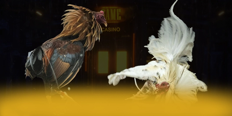 
Khám phá thế giới của N88 - Sảnh game đẳng cấp được quan tâm
