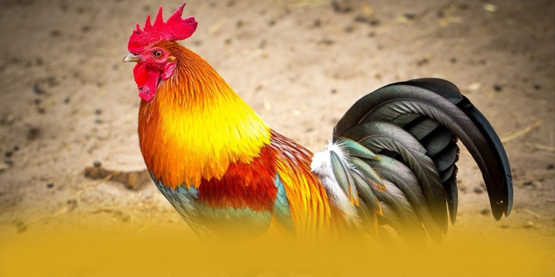 SUNWIN - Nhìn lại toàn bộ ưu điểm với đầy đủ ưu điểm nổi bật. SUNWIN - Nhìn lại toàn bộ ưu điểm với đầy đủ ưu điểm nổi bật.