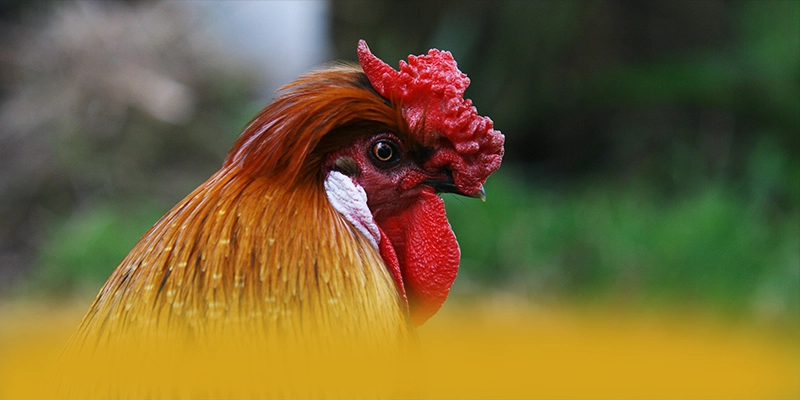 FAFA191 - Tổng kết dành cho người chơi.