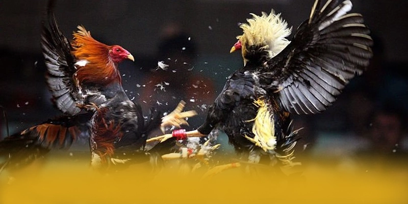 GO8 - Kết luận tổng thể về nền tảng này một cách toàn diện. GO8 - Kết luận tổng thể về nền tảng này một cách toàn diện.