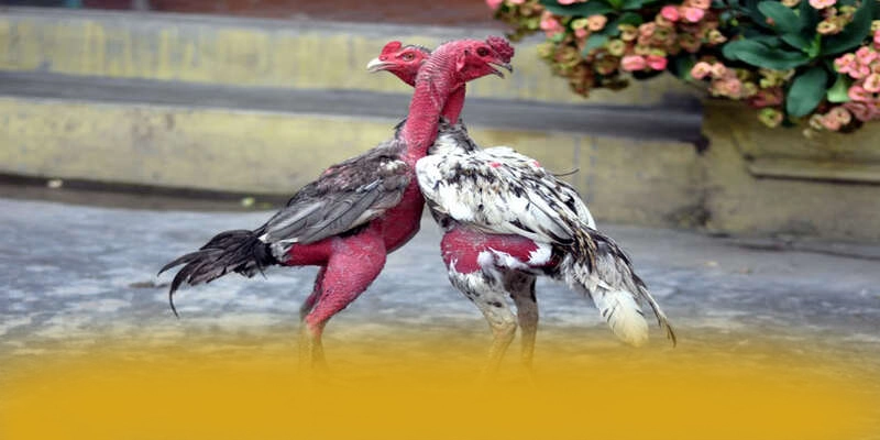 SUNWIN - Cổng game với nhiều tựa game đổi thưởng hấp dẫn trong cộng đồng game thủ – Khám phá danh mục giải trí của SUNWIN SUNWIN - Cổng game với nhiều tựa game đổi thưởng hấp dẫn trong cộng đồng game thủ – Khám phá danh mục giải trí của SUNWIN